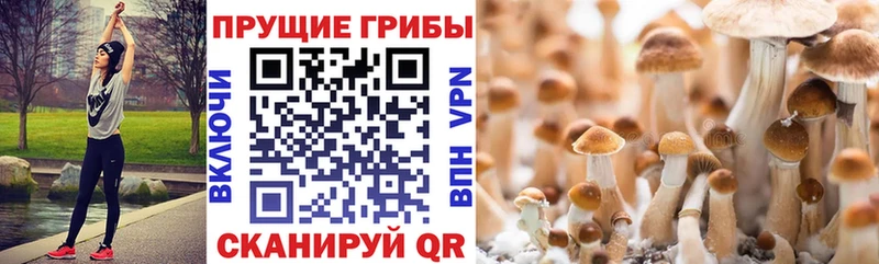 даркнет состав  Борисоглебск  Галлюциногенные грибы GOLDEN TEACHER  купить  